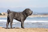 SHAR-PEI 755